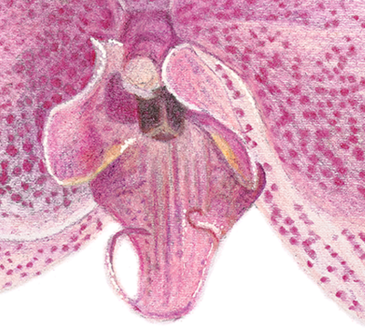 Orchid