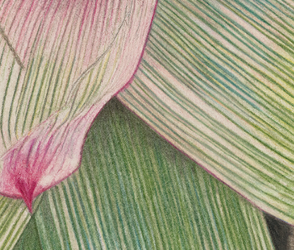 Bromeliad