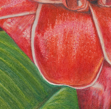 Red Torch Ginger