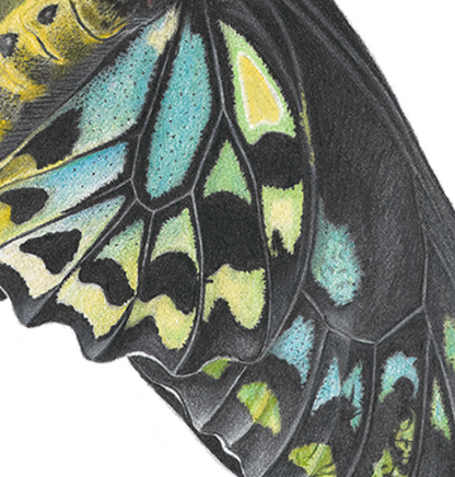 Birdwing Butterfly