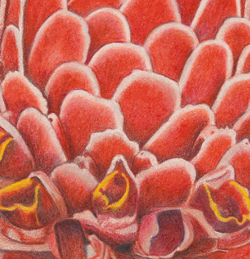 Red Torch Ginger