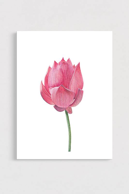 Pink lotus flower on a white background