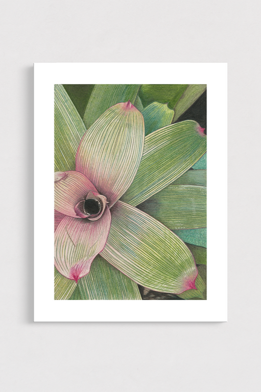 Framed botanical print of a pink and green bromeliad on a light gray background