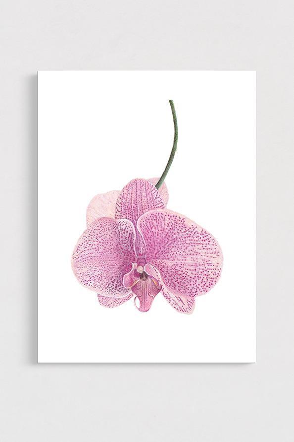Pink orchid flower on a white background
