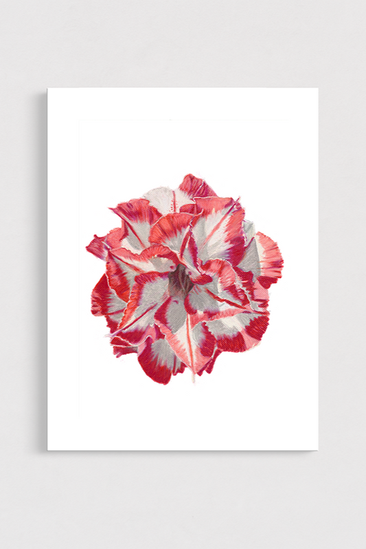 Desert Rose artwork on a white background