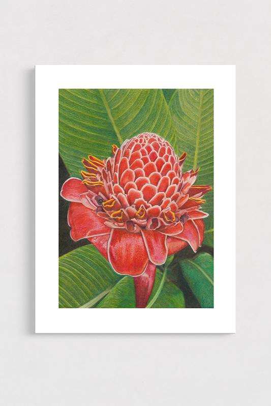 Framed artwork of a red torch ginger with green leaves on a white background