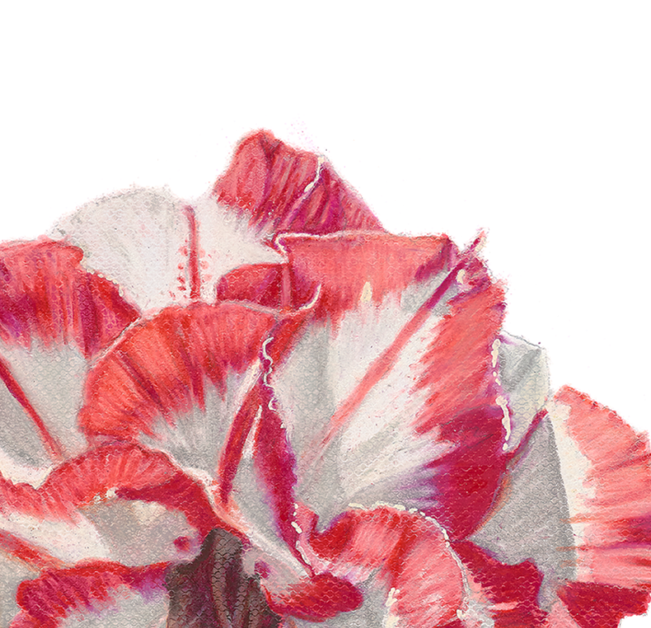 Desert Rose