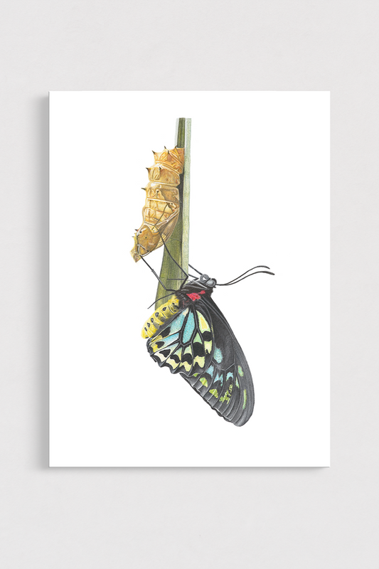 Birdwing Butterfly on a branch with a white background