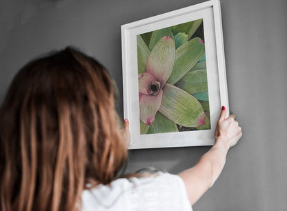 Bromeliad