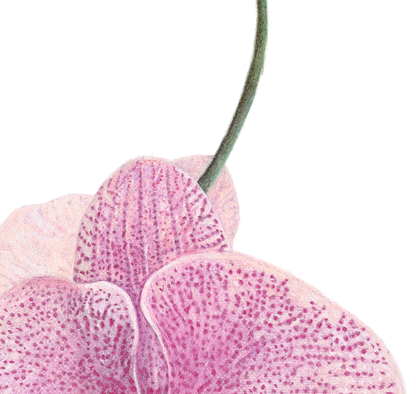 Orchid