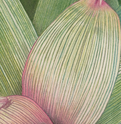 Bromeliad