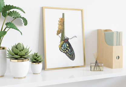 Birdwing Butterfly