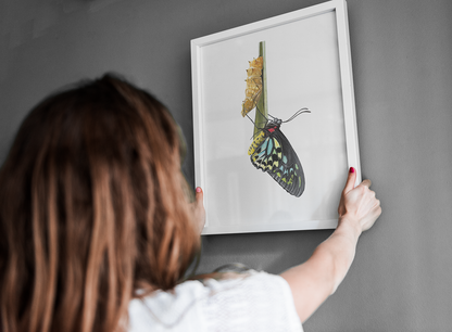 Birdwing Butterfly