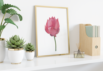 Lotus